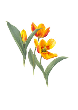 Tulipa Flair.